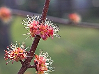 Spring Bud 4